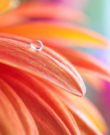 Macro photo of flower with water drop